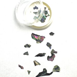 Abalone Sea Shell 12