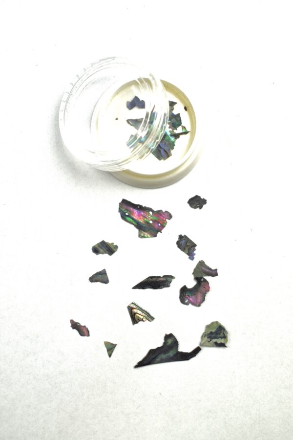 Abalone Sea Shell (12)