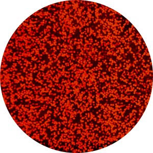 Pure Foil 87